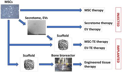 Mesenchymal Stromal Cell-Based Bone Regeneration Therapies: From Cell Transplantation and Tissue Engineering to Therapeutic Secretomes and Extracellular Vesicles